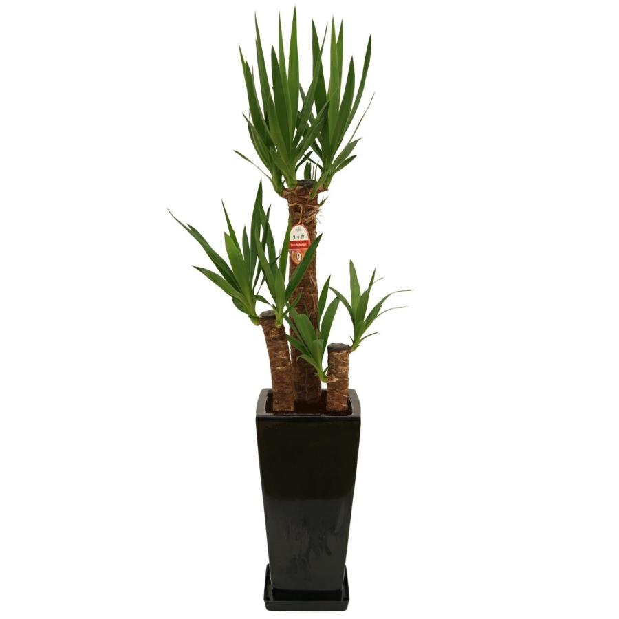 ユッカ（青年の木）をお譲りします。 観葉植物 ユッカ(青年の木)7号角高陶器鉢(白黒) 開店祝い インテリア