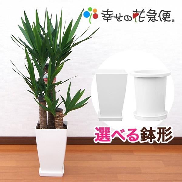 観葉植物 ユッカ(青年の木)7号プラスチック鉢 新築祝い 開店祝い