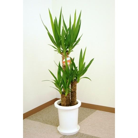 ユッカ　超極太 青年の木鉢植え ユッカ 超極太 青年の木鉢植え