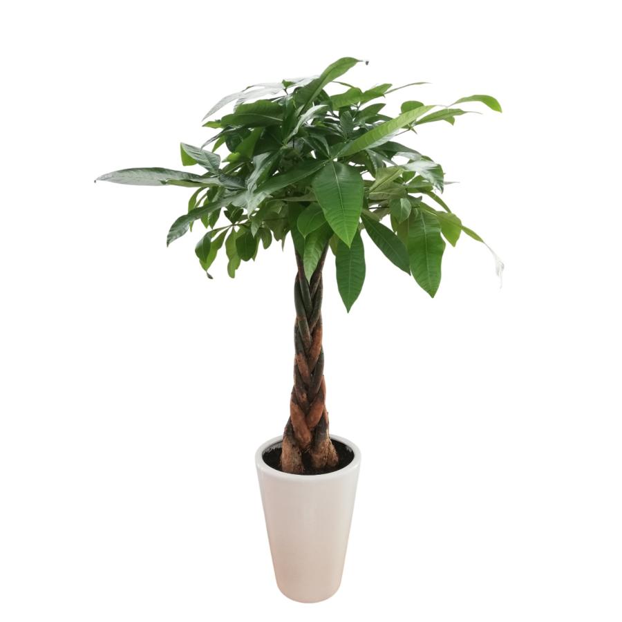 観葉植物 パキラ8号角陶器鉢 開店祝い 新築祝い : 観葉植物の生産直売