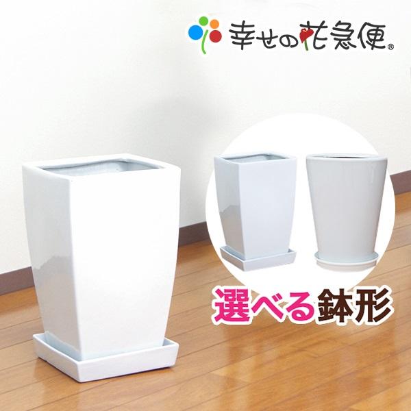 8号陶器鉢(角白) A047-8 (丸白）DS41-W8【用土別売】送料無料 観葉植物