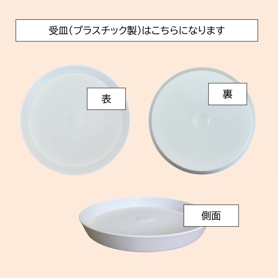 6号陶器鉢(白) A038 A033【用土別売】送料無料 観葉植物 植木鉢