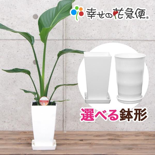 観葉植物 ストレリチア・オーガスタ6号プラスチック鉢 おしゃれ : 観葉