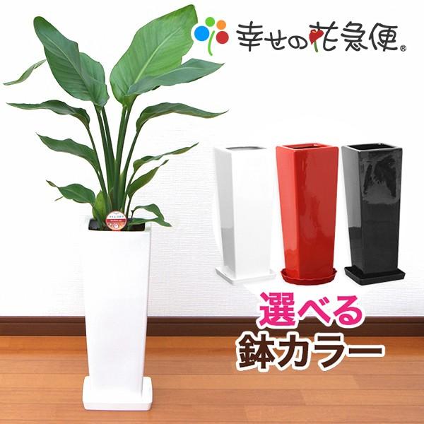 観葉植物 ストレリチア・オーガスタ7号角陶器鉢スリム おしゃれ : 観葉