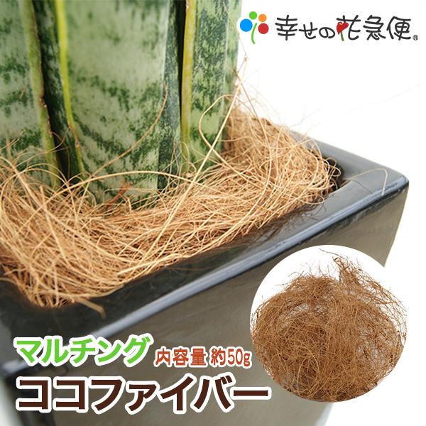 観葉植物 ストレリチア・オーガスタ7号角陶器鉢スリム おしゃれ : 観葉