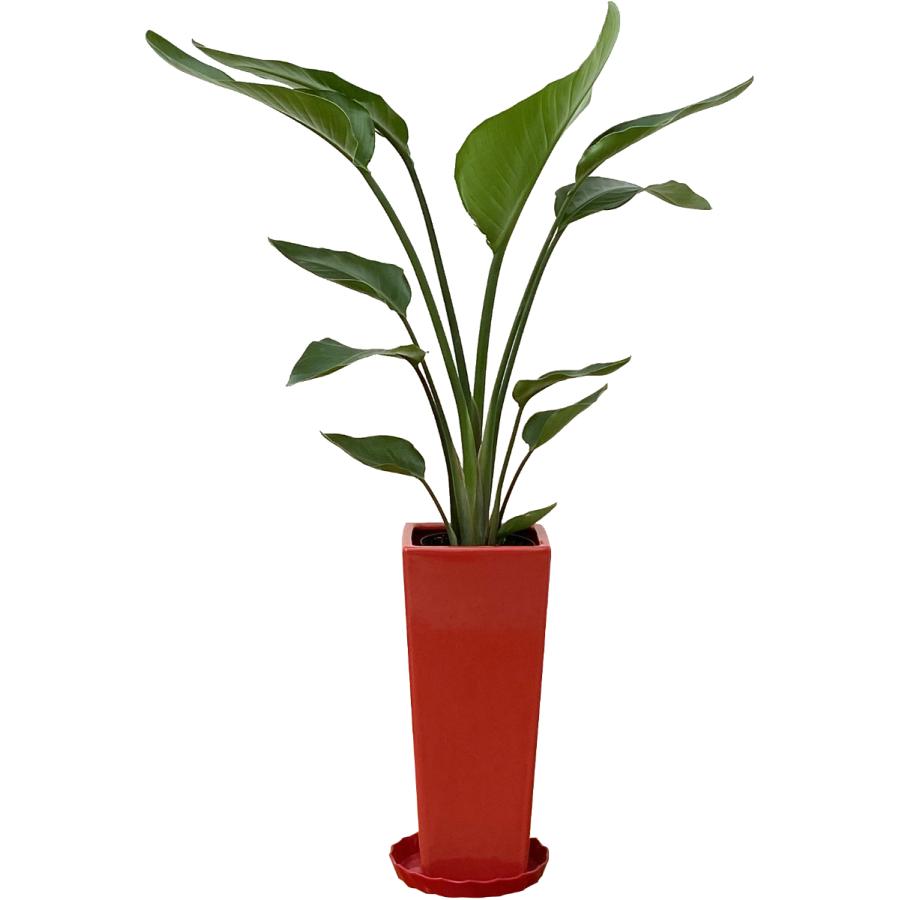 観葉植物 ストレリチア・オーガスタ7号角陶器鉢スリム おしゃれ
