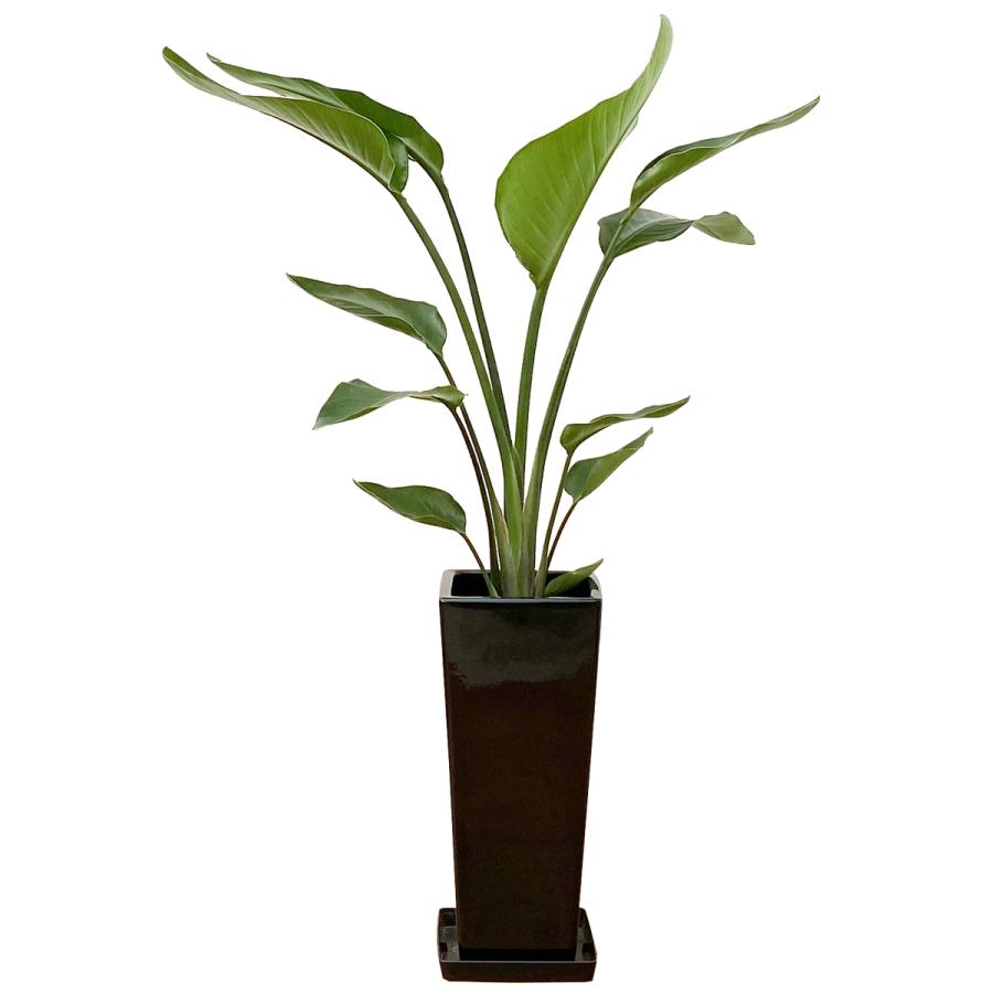 観葉植物 ストレリチア・オーガスタ7号角陶器鉢スリム おしゃれ : 観葉