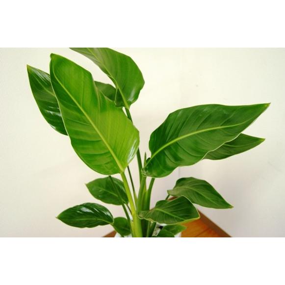 ❣️入荷❣️ストレリチア オーガスタ❣️7号スクエア鉢❣️希少株です② 観葉植物 ストレリチア・オーガスタ7号角陶器鉢スリム おしゃれ : 観葉