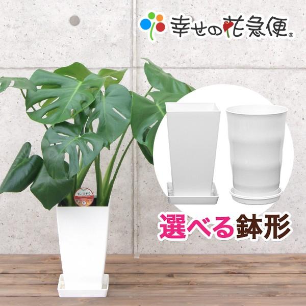 観葉植物 モンステラ6号プラスチック鉢 人気 インテリア 誕生日祝い