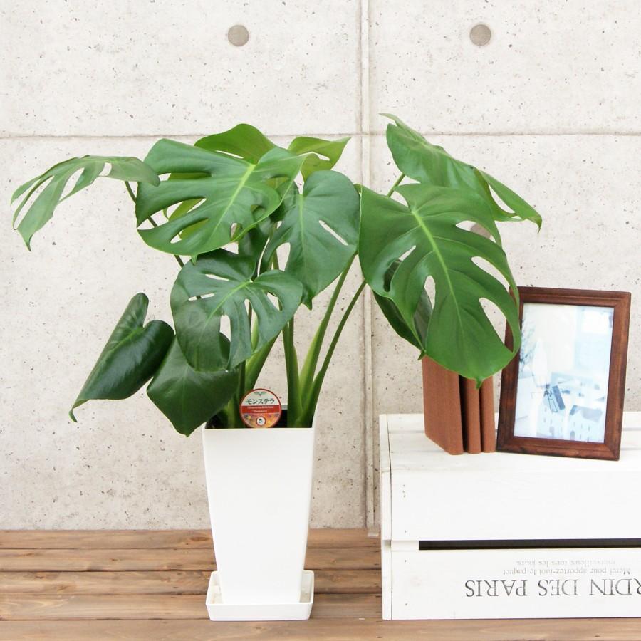観葉植物 モンステラ6号プラスチック鉢 人気 インテリア 誕生日
