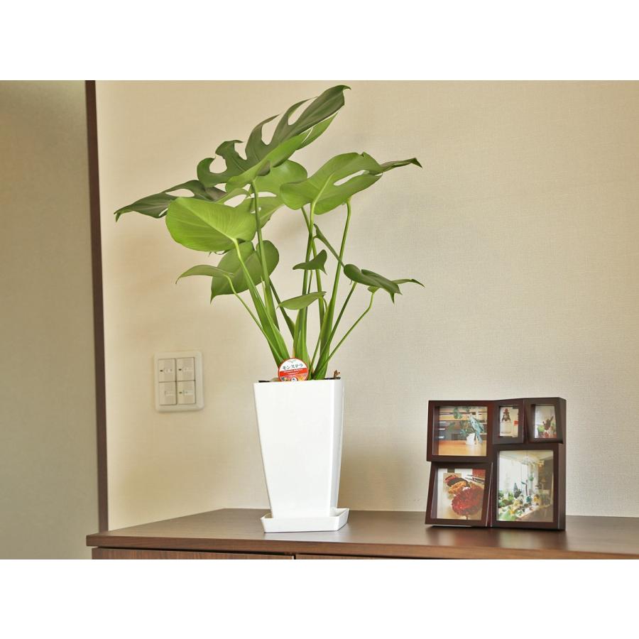 観葉植物 モンステラ6号プラスチック鉢 人気 インテリア 誕生日祝い