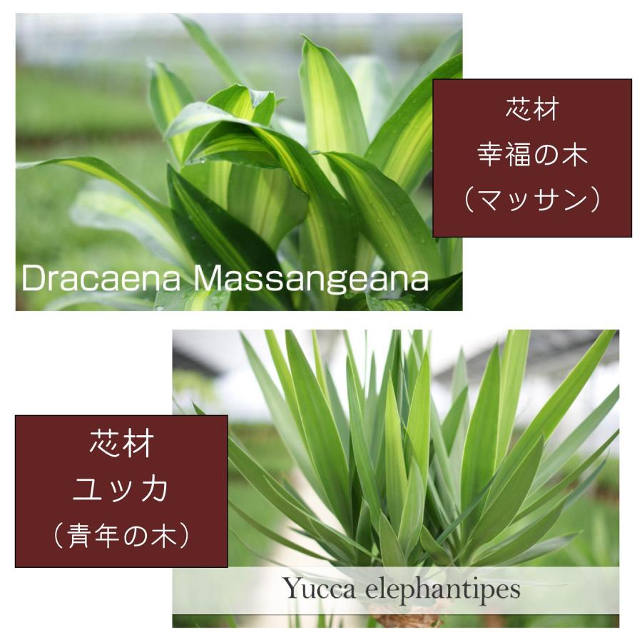 観葉植物 寄せ植え-8号高陶器-角鉢 (白黒) 新築祝い 開店祝い 人気