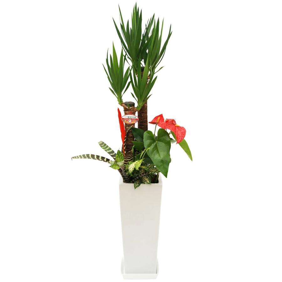 観葉植物 観葉植物 寄せ植え-8号高陶器-角鉢 (白黒) 新築祝い 開店祝い 人気