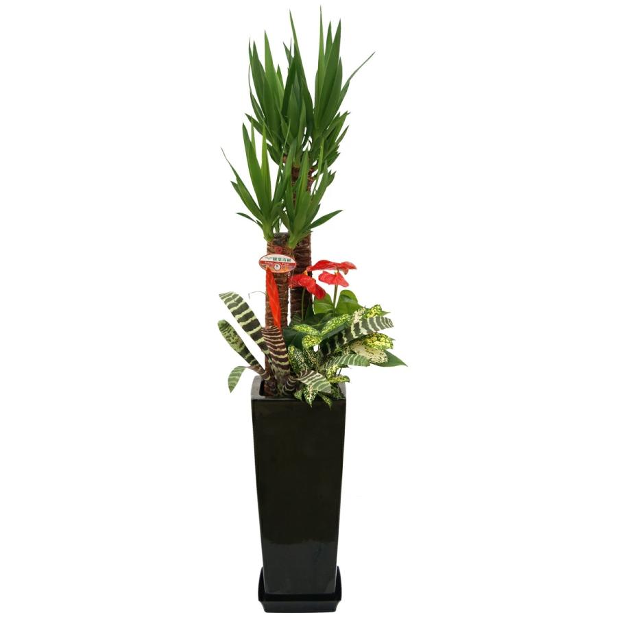 観葉植物 寄せ植え-8号高陶器-角鉢 (白黒) 新築祝い 開店祝い 人気