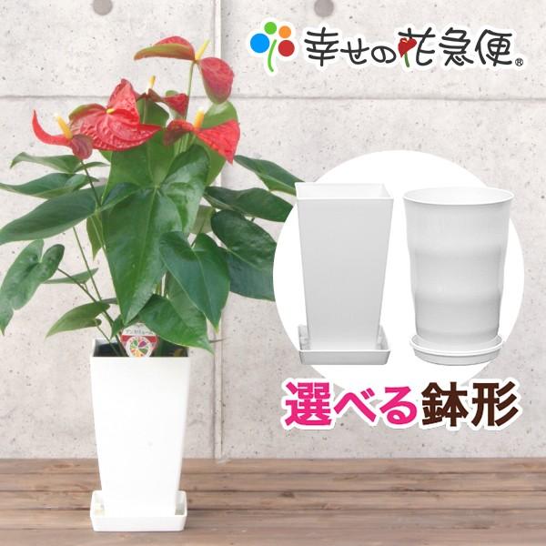 観葉植物 アンスリウム6号プラスチック鉢・選べる花色 人気 誕生日