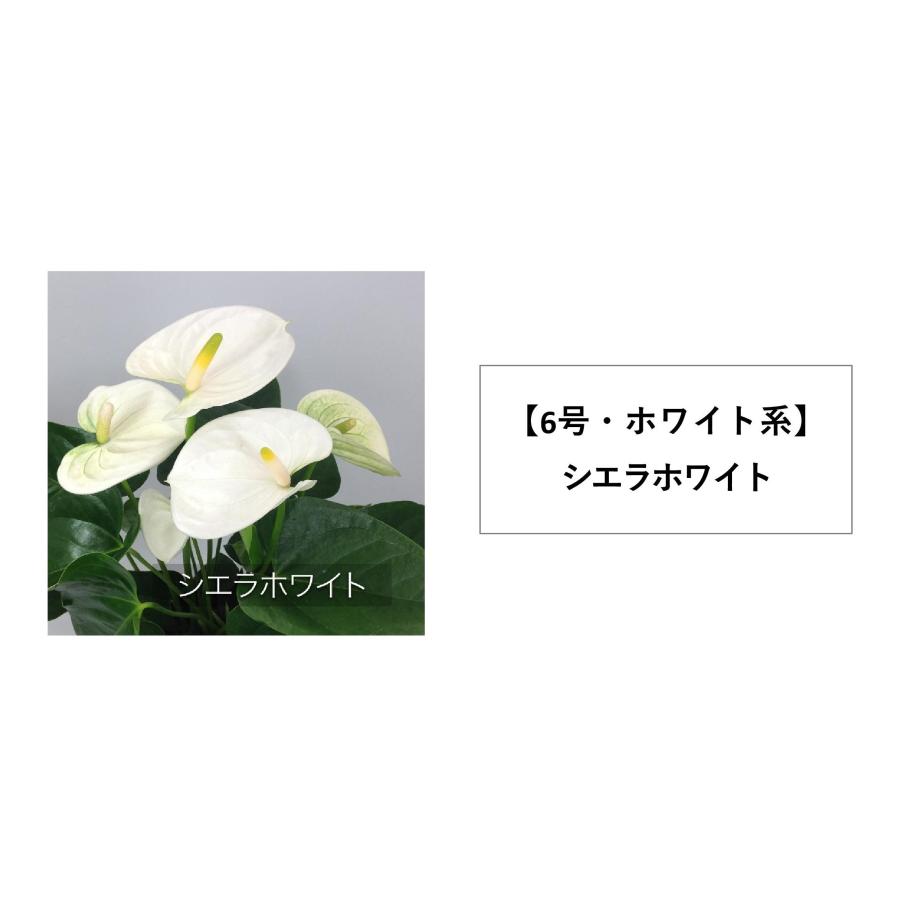 観葉植物 アンスリウム6号プラスチック鉢・選べる花色 人気 誕生日