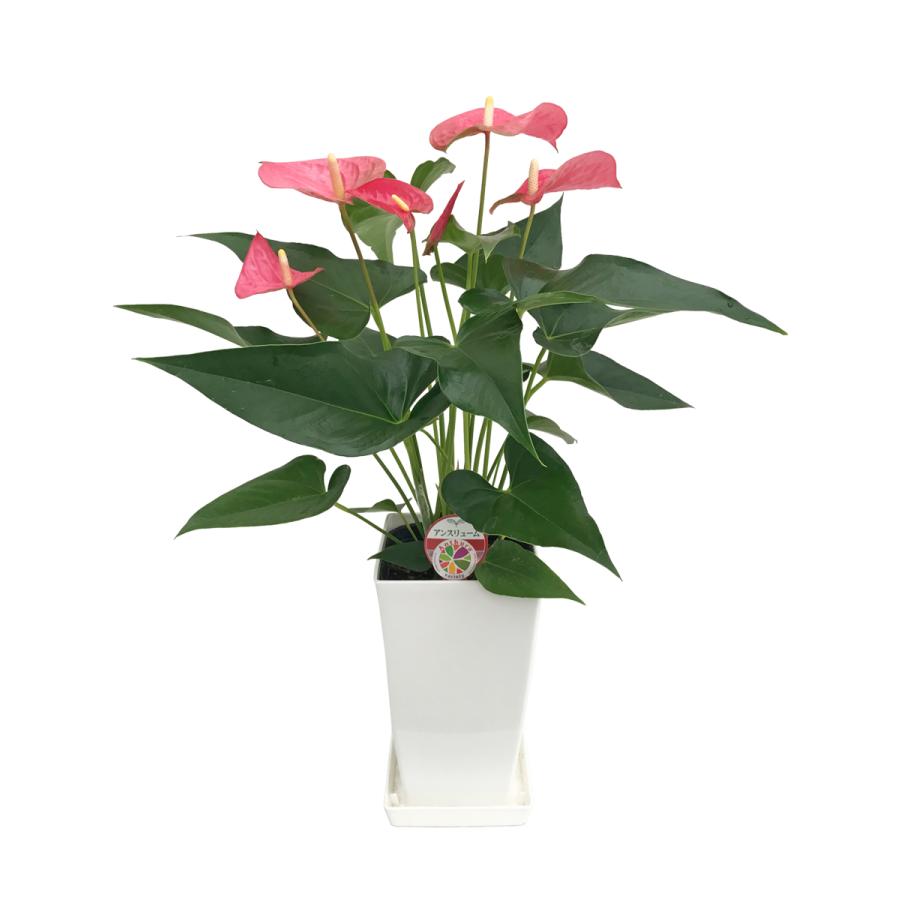 観葉植物 アンスリウム6号プラスチック鉢・選べる花色 人気 誕生日