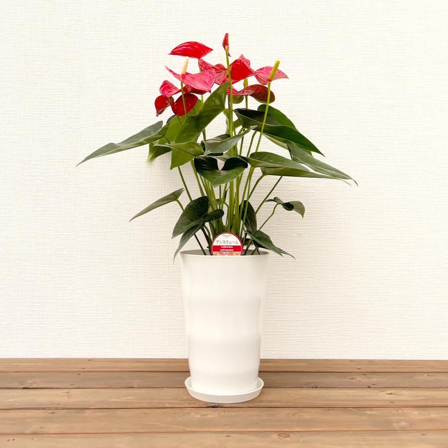 観葉植物 アンスリウム6号プラスチック鉢・選べる花色 人気 誕生日