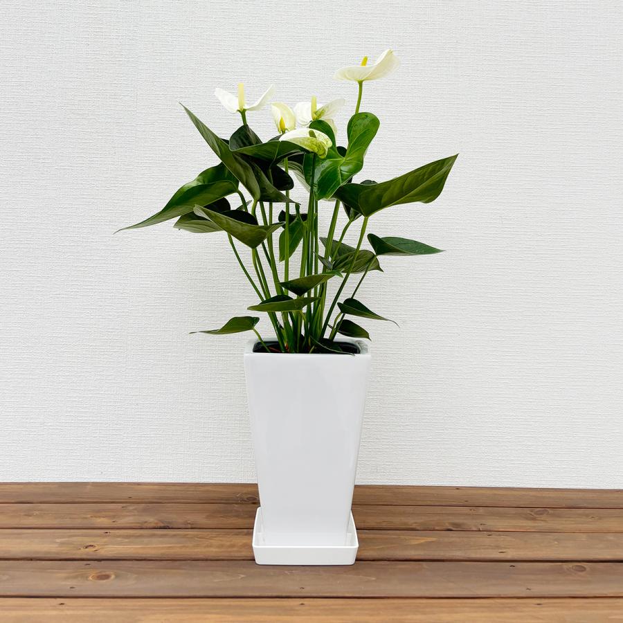 観葉植物 アンスリウム6号プラスチック鉢・選べる花色 人気 誕生日