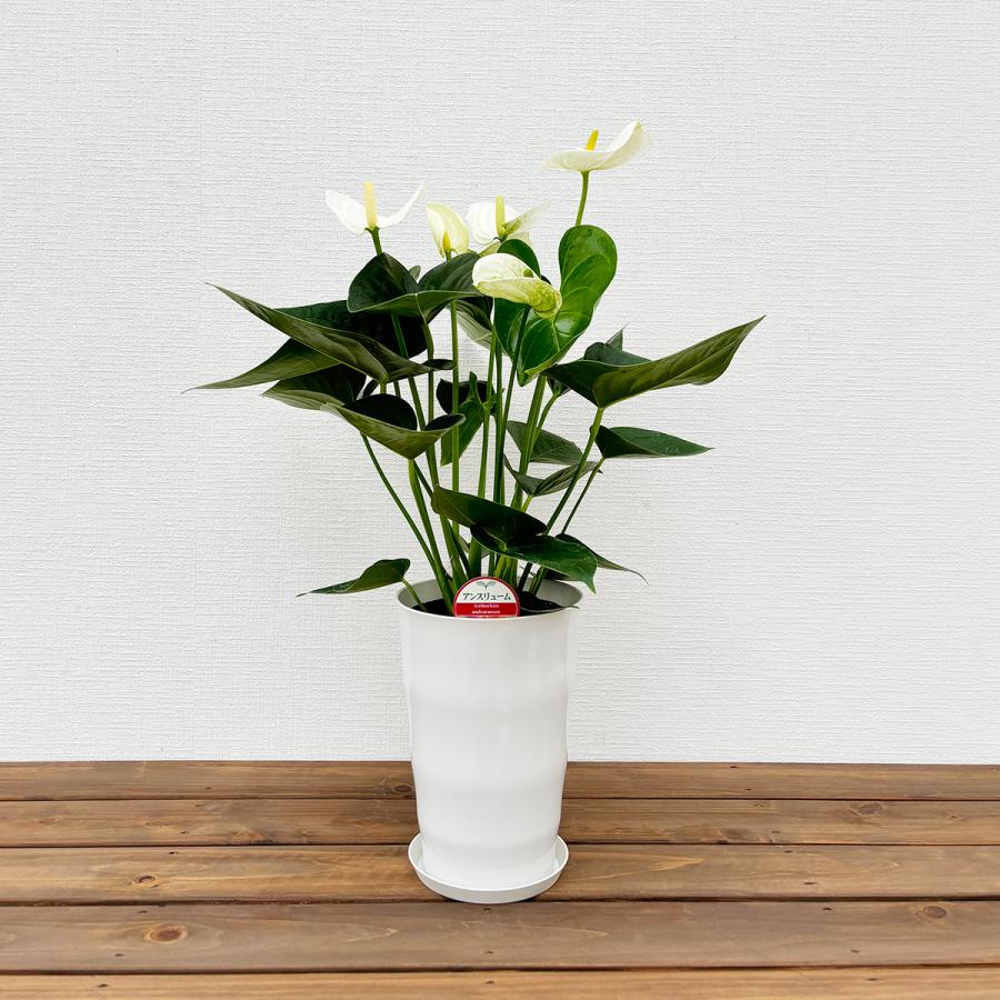 観葉植物 アンスリウム6号プラスチック鉢・選べる花色 人気 誕生日