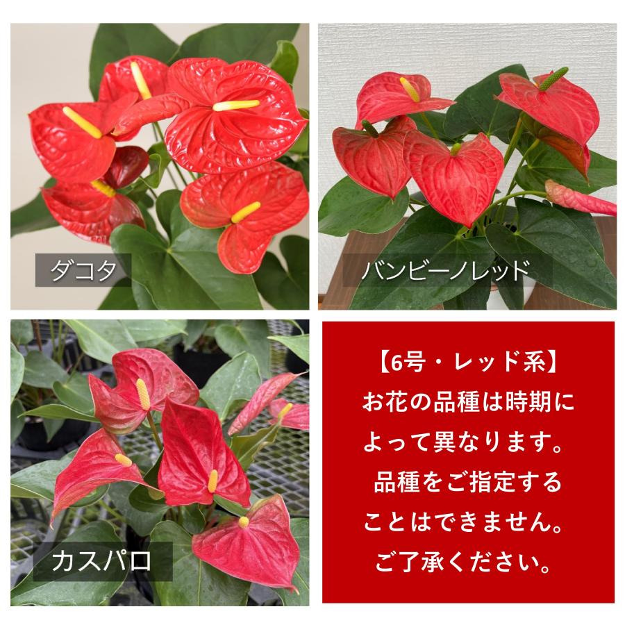 観葉植物 アンスリウム6号プラスチック鉢・選べる花色 人気 誕生日