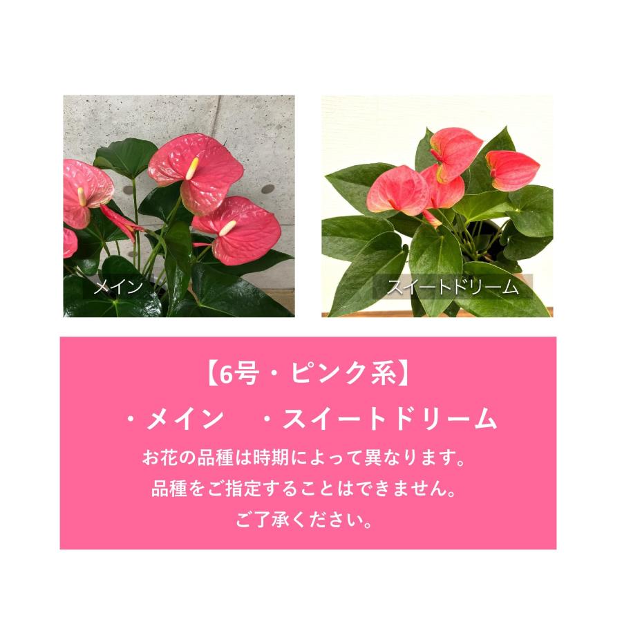 観葉植物 アンスリウム6号プラスチック鉢・選べる花色 人気 誕生日