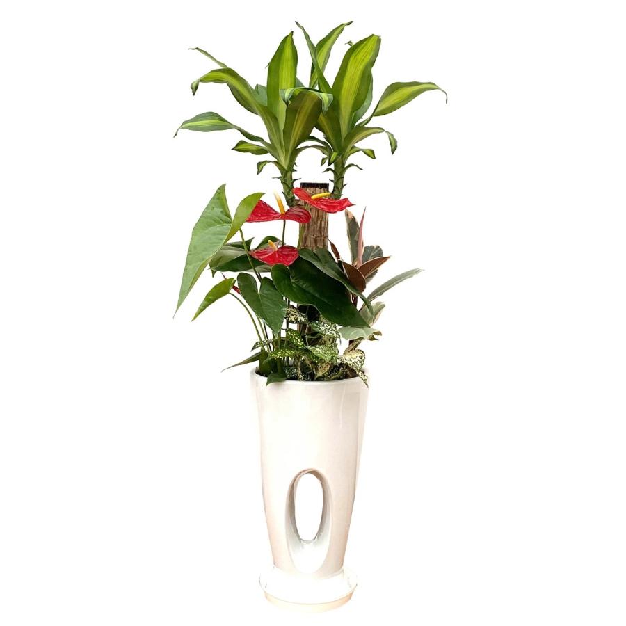 観葉植物 寄せ植え-7号穴高陶器鉢 人気 開店祝い インテリア