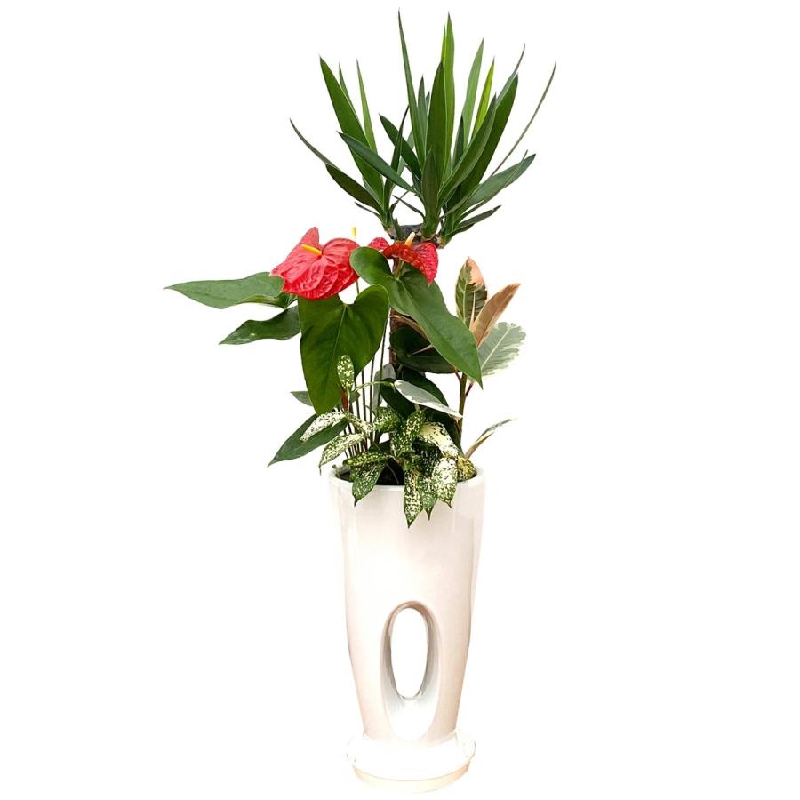 観葉植物 寄せ植え-7号穴高陶器鉢 人気 開店祝い インテリア