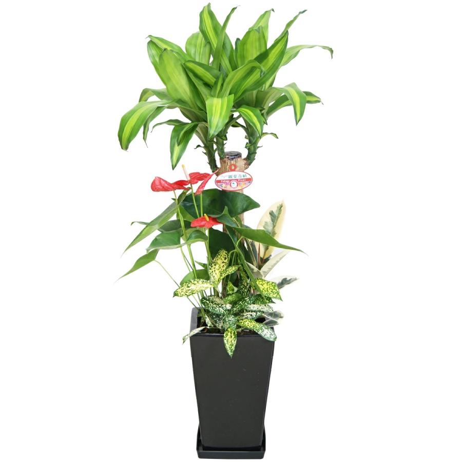 鉢曇摩華購入野外標本２点セット 鉢曇摩華様 専用購入野外標本2点セット