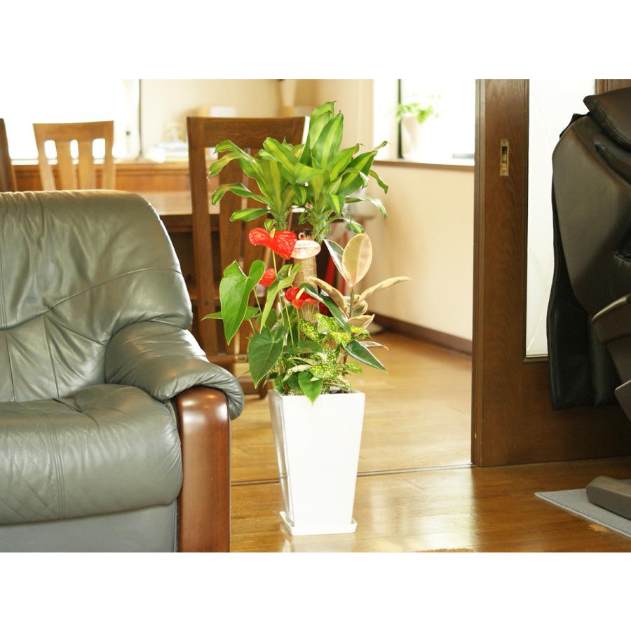 観葉植物 低価格化 寄せ植え 幸福の木 7号陶器 角鉢 おすすめ 人気 インテリア 新築祝い