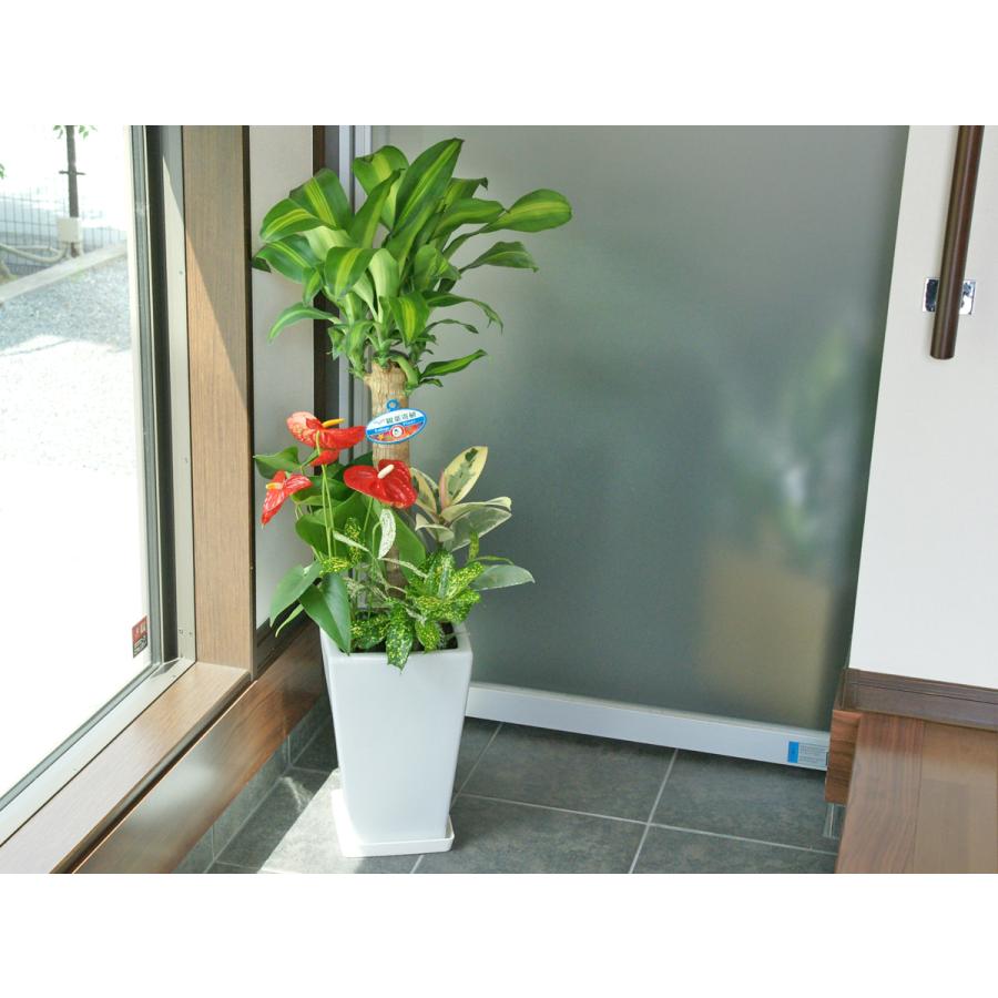 観葉植物 低価格化 寄せ植え 幸福の木 7号陶器 角鉢 おすすめ 人気 インテリア 新築祝い