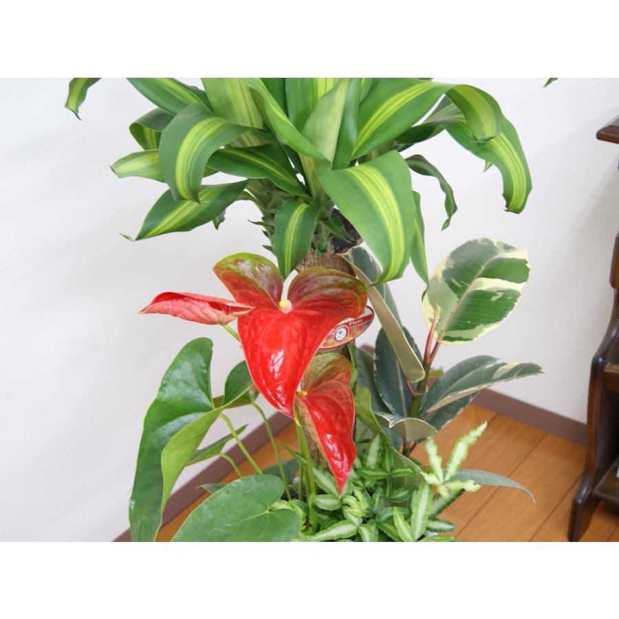 観葉植物 寄せ植え-7号陶器-角鉢 人気 新築祝い インテリア おすすめ