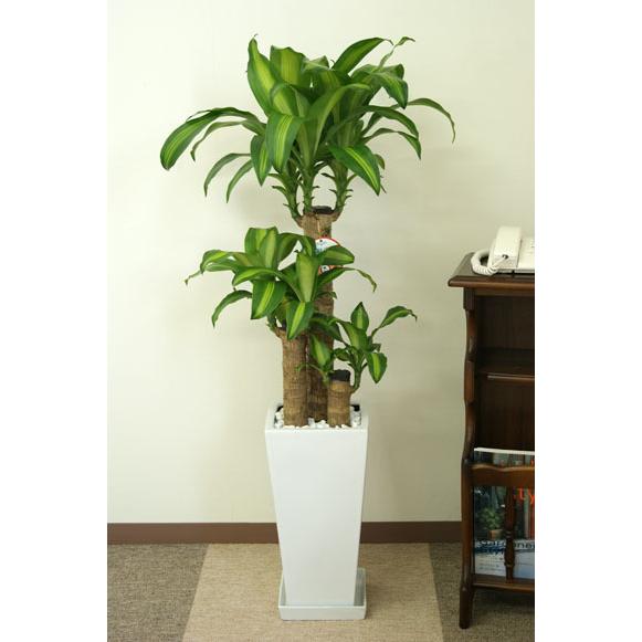 観葉植物 幸福の木7号角高陶器鉢(白/黒) 高さ約100cm 4月上旬より順次