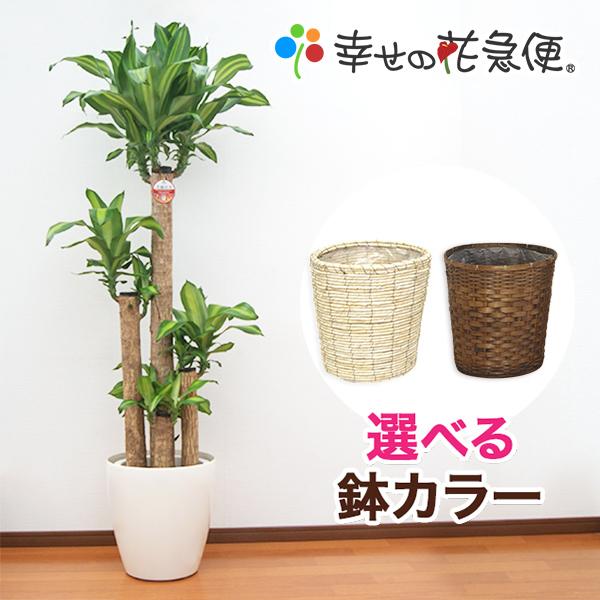 観葉植物 幸福の木10号プラスチック鉢(鉢カバー付) 高さ約180cm 佐川