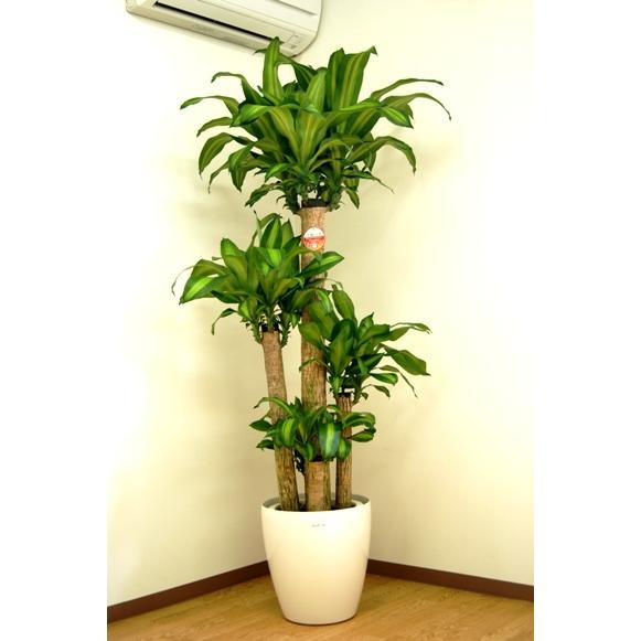 観葉植物 幸福の木10号プラスチック鉢(鉢カバー付) 高さ約180cm 佐川