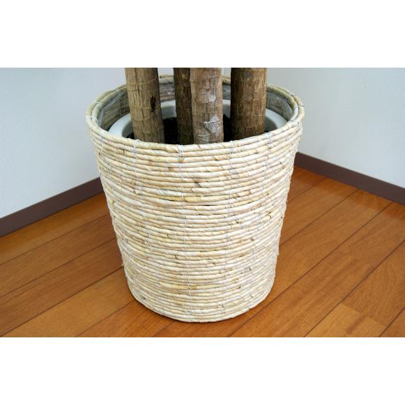 u*8様 王冠竜 10号鉢 佐川急便発送込 u*8様 王冠竜 10号鉢 佐川急便発送込 u*8