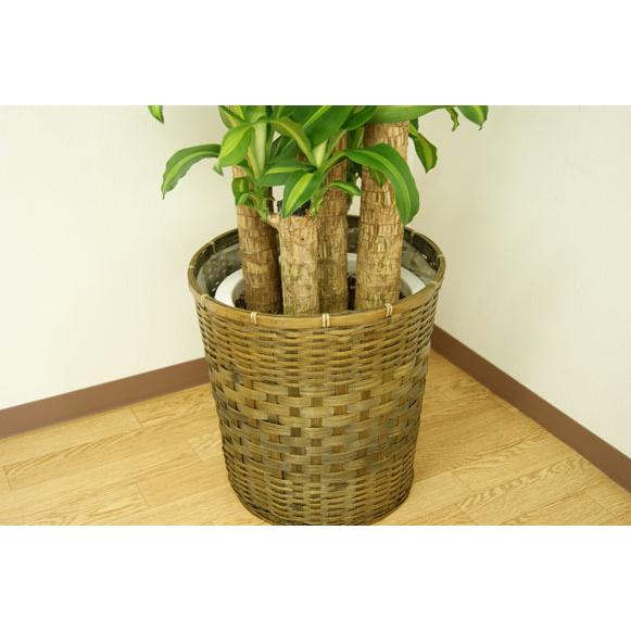 観葉植物 幸福の木10号プラスチック鉢(鉢カバー付) 高さ約180cm