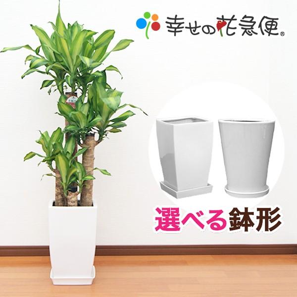 大人気 最短翌日お届け MF8CQD6QKEJ [MF8CQD6QKEJ]