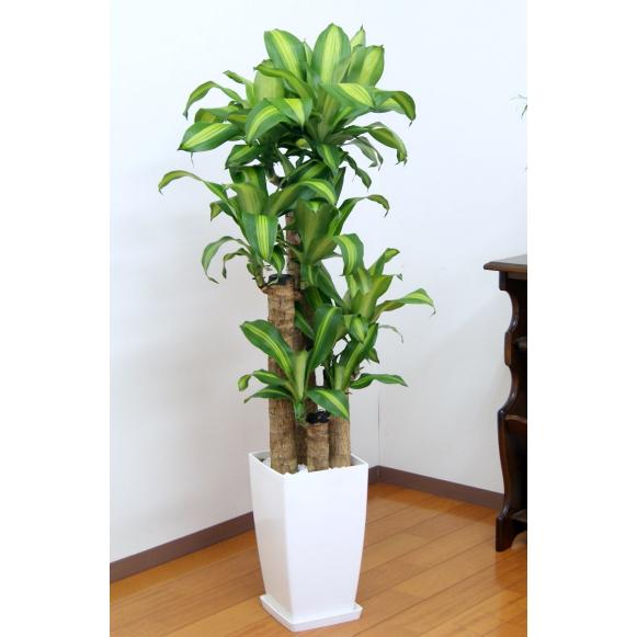 Y*u様 王冠竜 10号鉢 佐川急便発送代込 Y*u様 王冠竜 10号鉢 佐川急便発送代込 - メルカリ