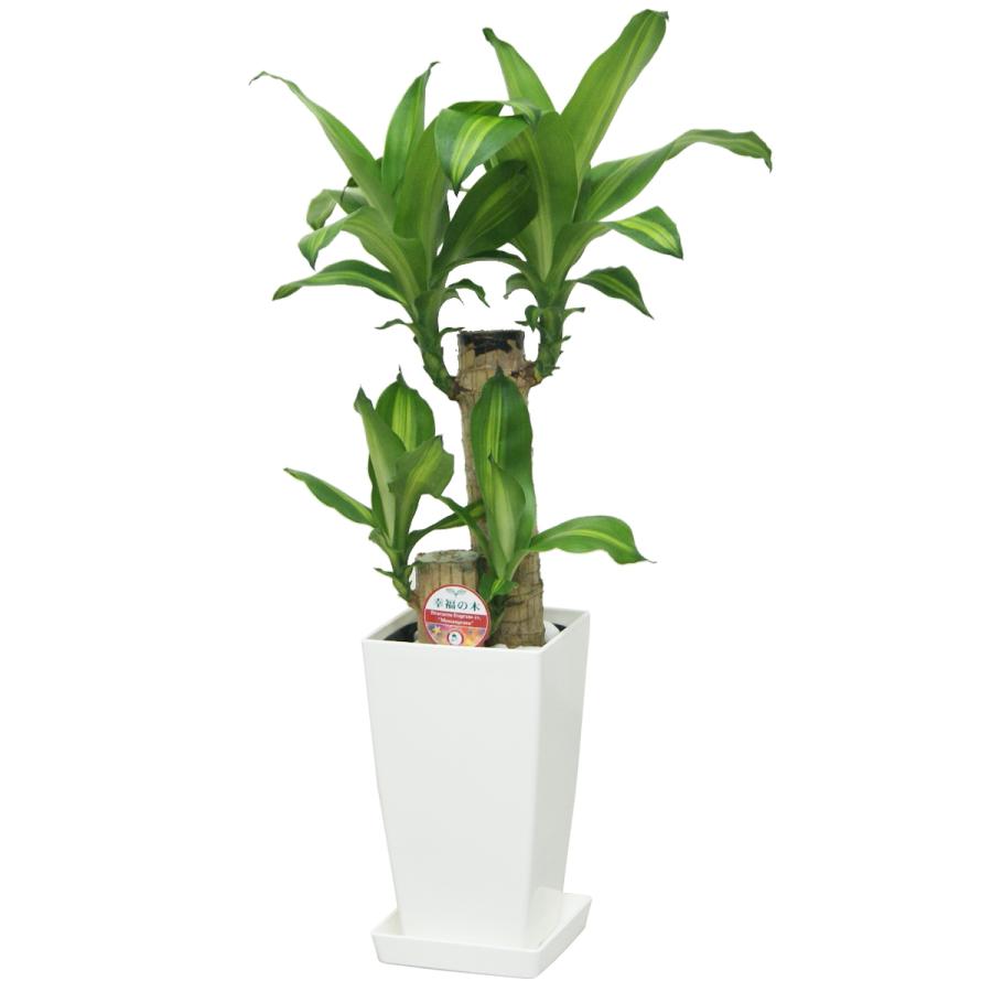 うえきばち 観葉植物 幸福の木6号プラスチック鉢 高さ約65cm 4月上旬より