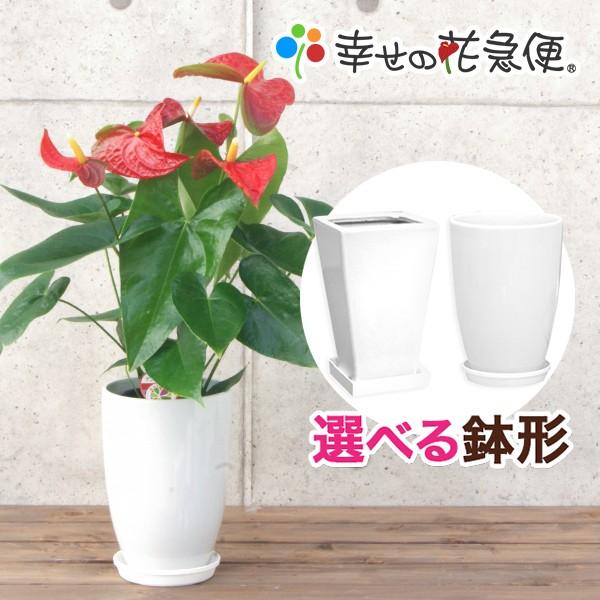 観葉植物 アンスリウム選べる6号鉢・花色レッド系  人気 新築祝い（Yahoo!・観葉植物の生産直売 幸せの花急便）