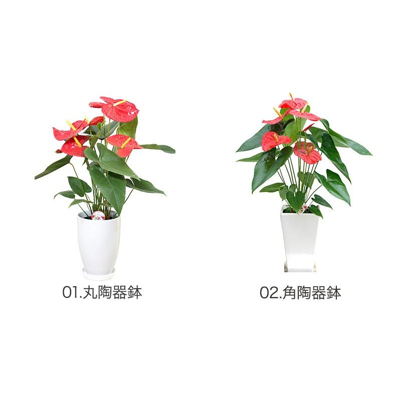 観葉植物 アンスリューム選べる6号鉢・花色レッド系 人気 新築祝い