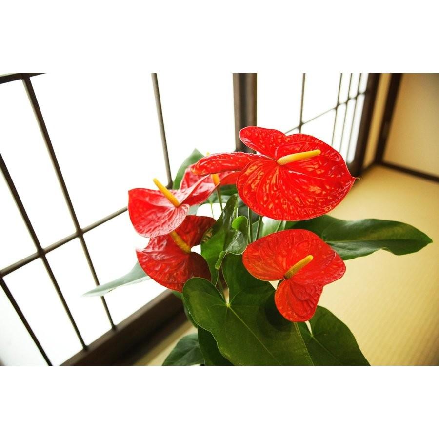 観葉植物 アンスリューム ダコタ 6号鉢 人気 新築祝い 人気no 1