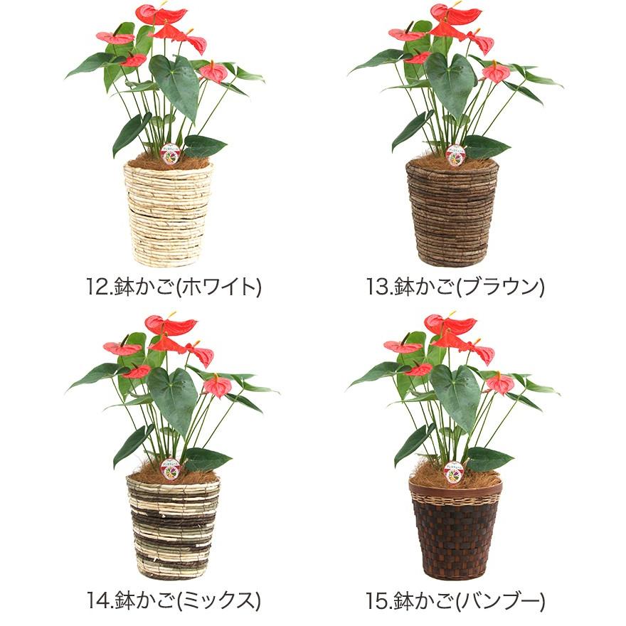 観葉植物 アンスリウム選べる6号鉢・花色レッド系 人気 新築祝い