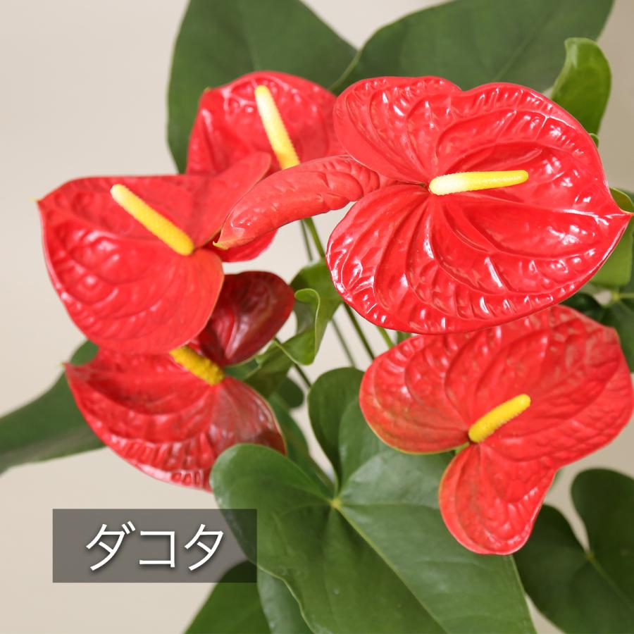 観葉植物 アンスリューム選べる6号鉢・花色レッド系 人気 新築 観葉植物 アンスリューム選べる6号鉢・花色レッド系 人気 新築