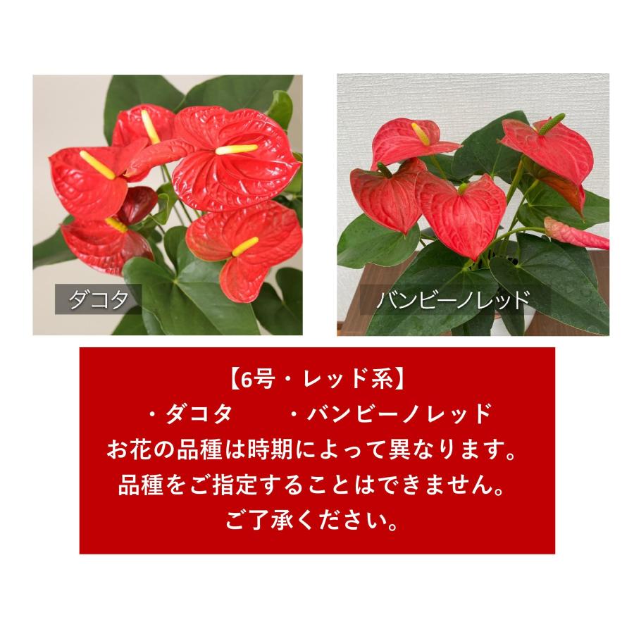 観葉植物 アンスリウム選べる6号鉢・花色レッド系 人気 新築祝い
