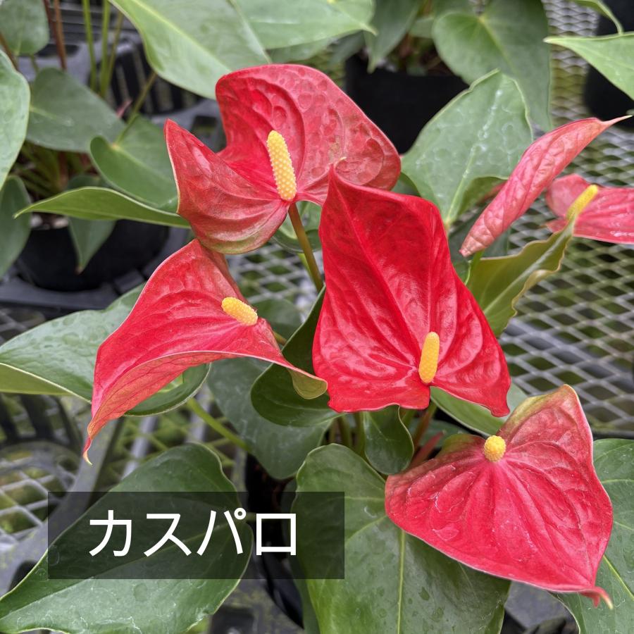 観葉植物 アンスリウム選べる6号鉢・花色レッド系 人気 新築祝い