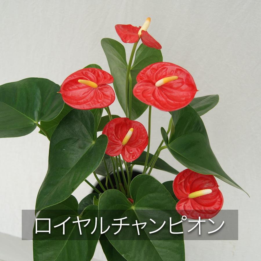 観葉植物 アンスリューム選べる6号鉢・花色レッド系 人気 新築 観葉植物 アンスリューム選べる6号鉢・花色レッド系 人気 新築