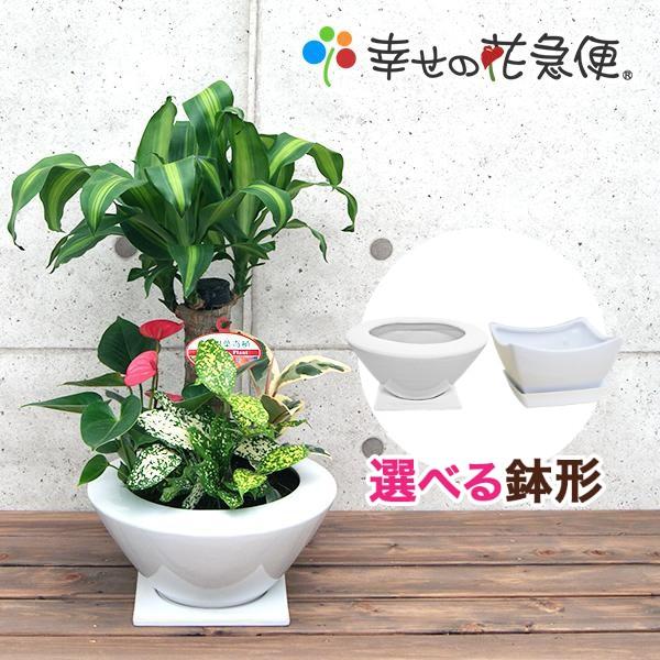 観葉植物 寄せ植え 幸福の木 7号浅陶器鉢 人気 ランキング 観葉植物の生産直売 幸せの花急便 通販 Yahoo ショッピング