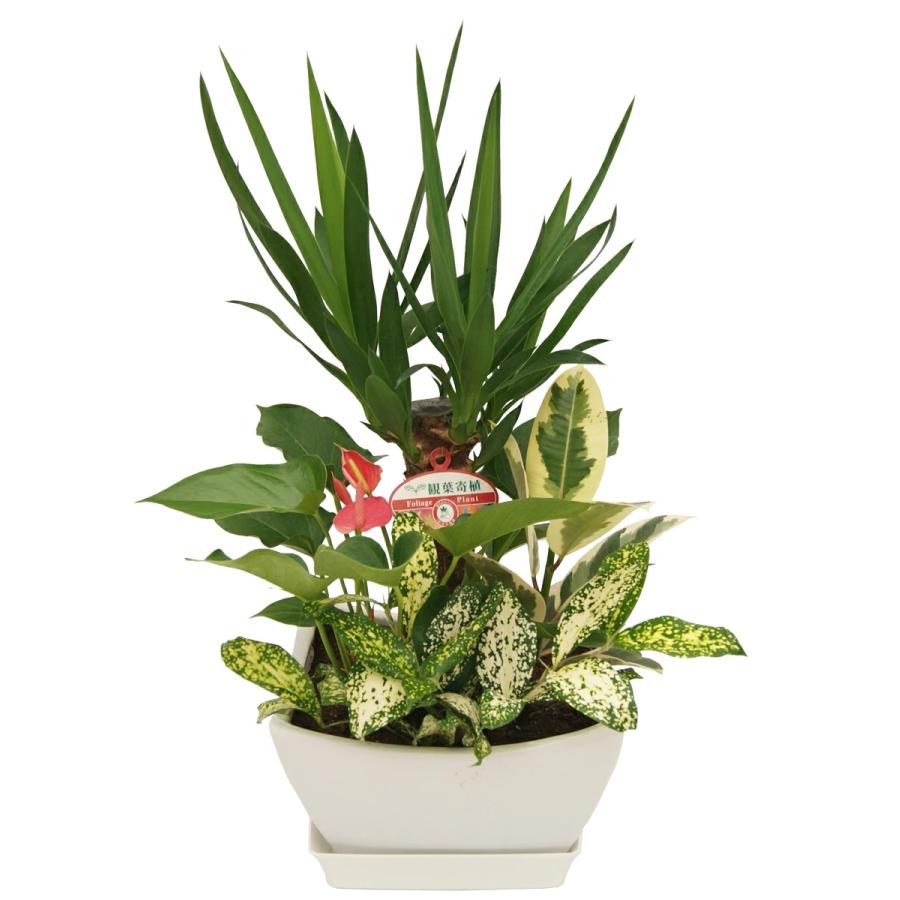 観葉植物 寄せ植え-7号浅陶器鉢 人気 ランキング : 観葉植物の生産直売